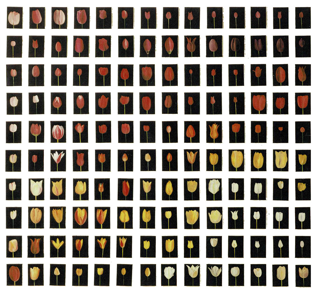 tulip installation by patrice moor